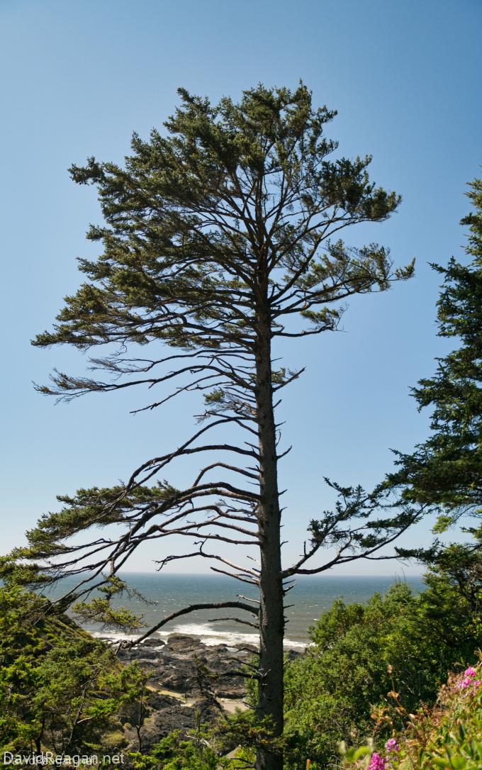 Oceanside Tree