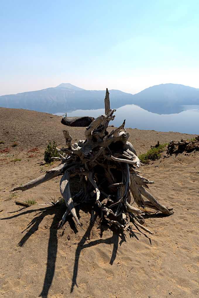 Old Tree at Crater Lake