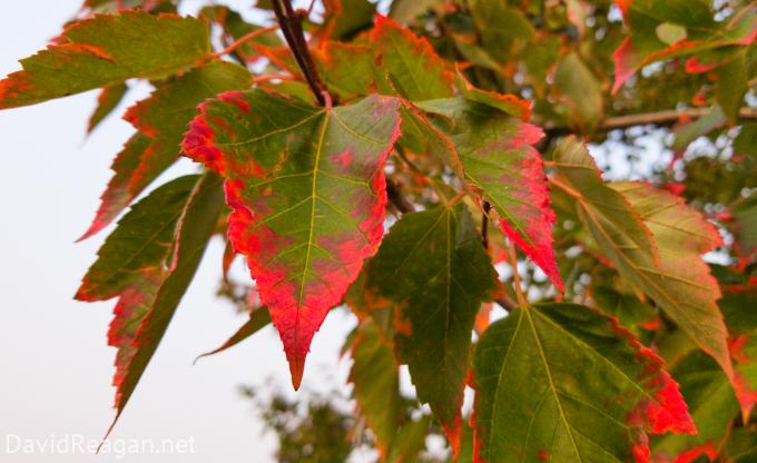 A Tinge of Fall