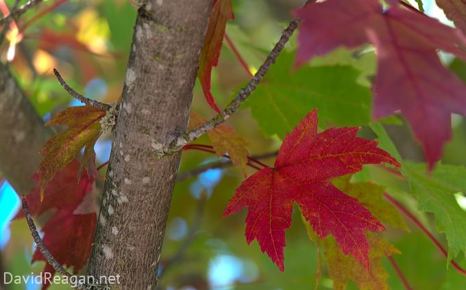 Fall Leaves