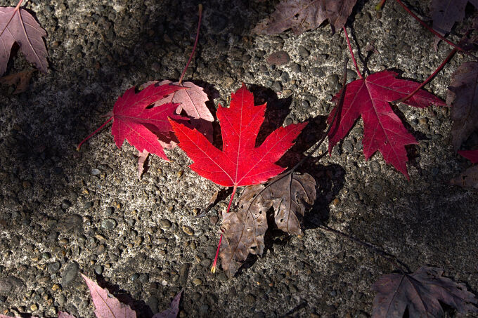 Maple Leaf