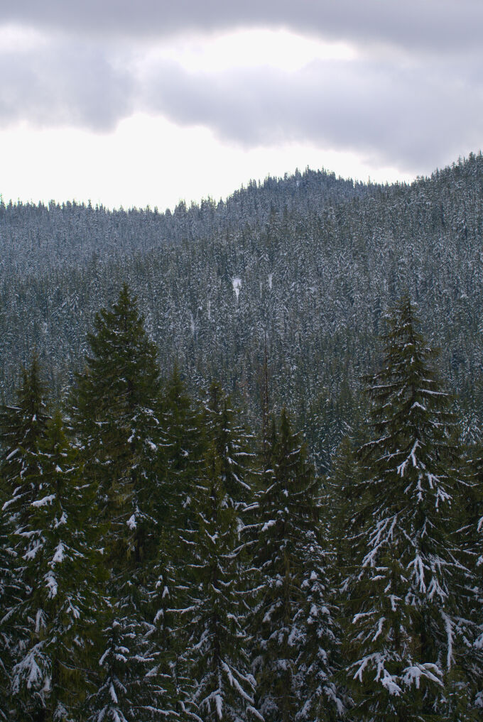 Snowy Forest