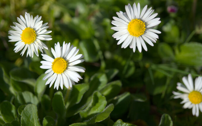 Mini-Daisies