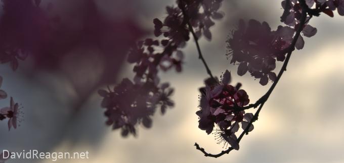 Plum Blossoms Against the Cloudy Sky