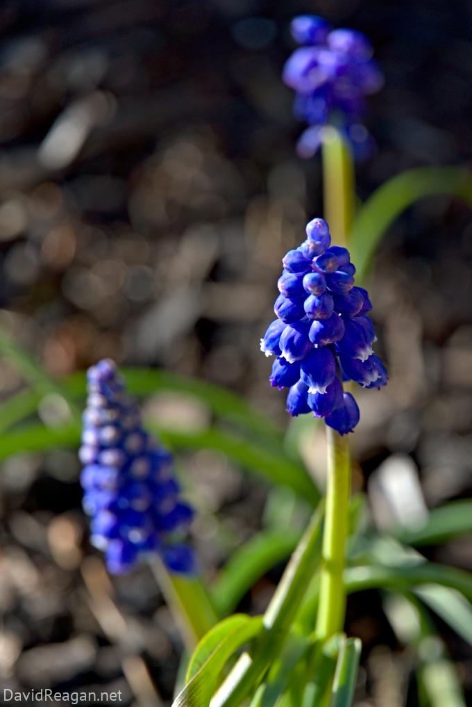 Grape Hyacinth