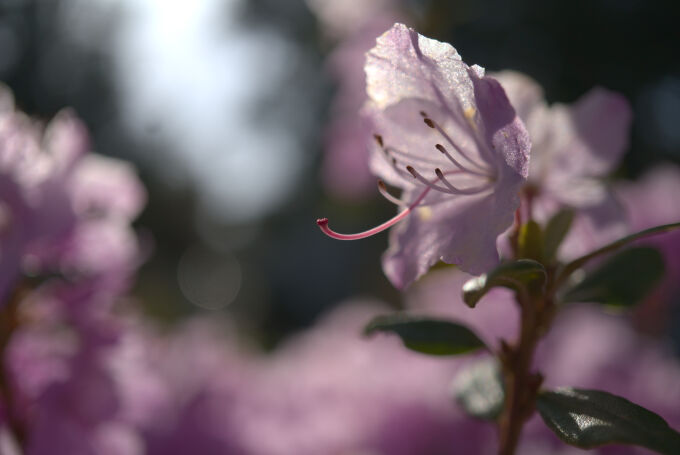 Glowing Rhododendron