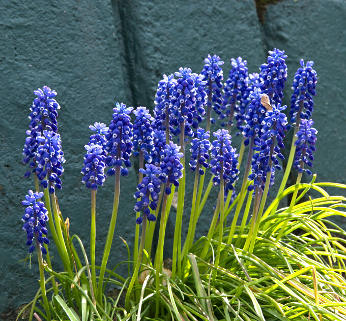 Bluebells on a sunny day