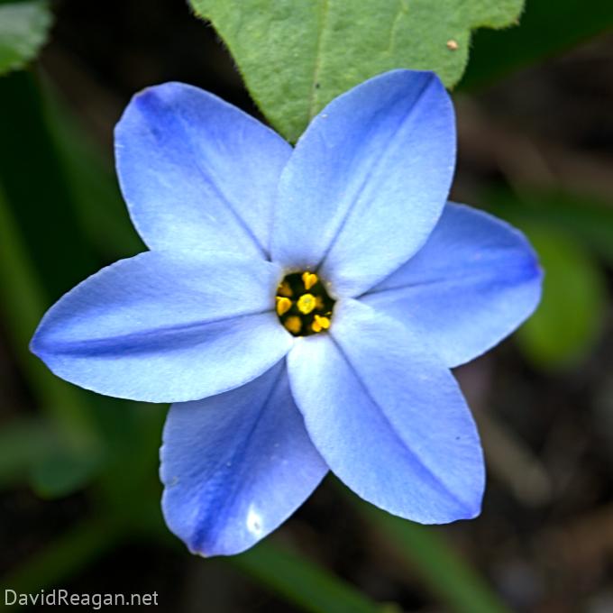 Springstar