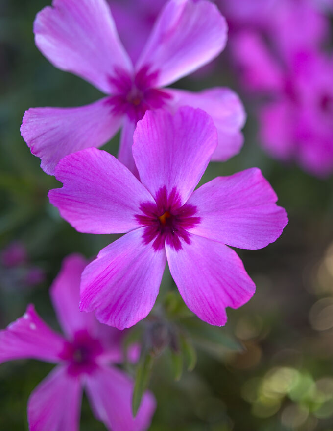 Five Purple Petals