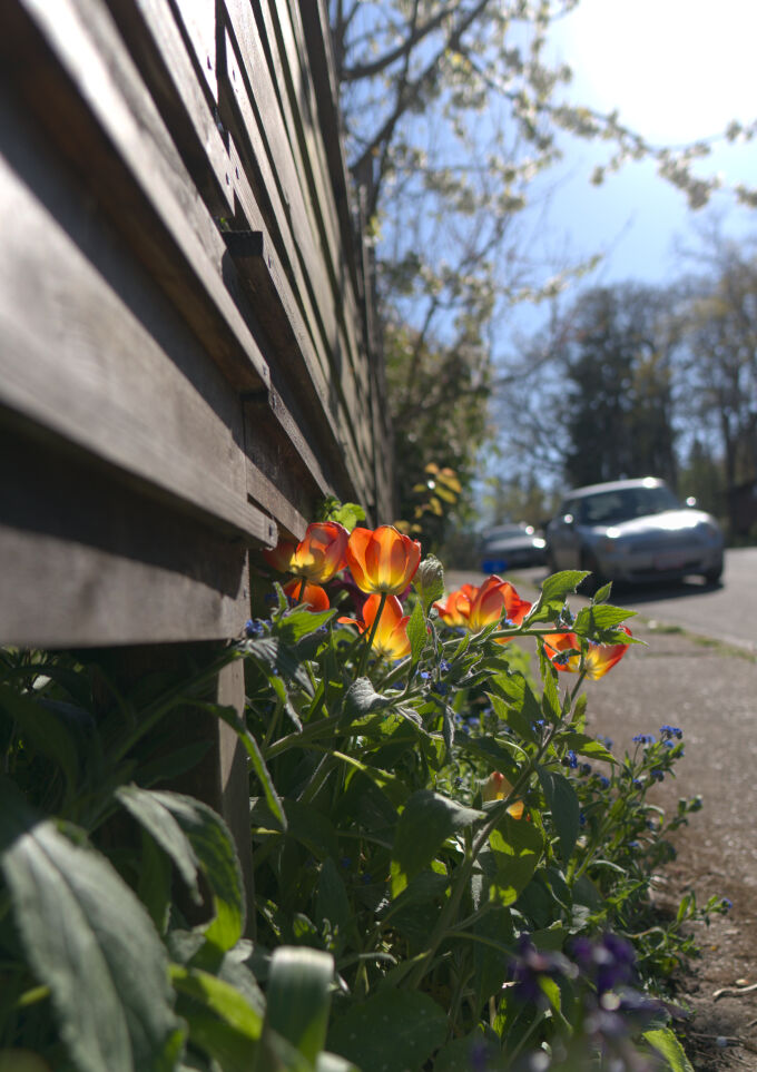 Sidewalk Flowers