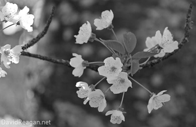 Plum Blossoms