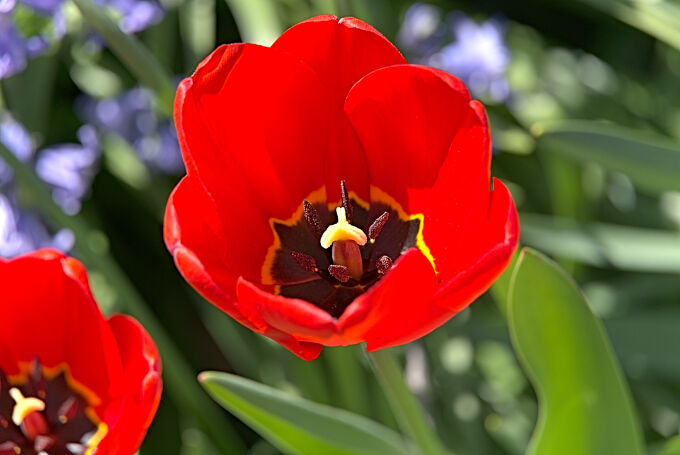 Red Tulip