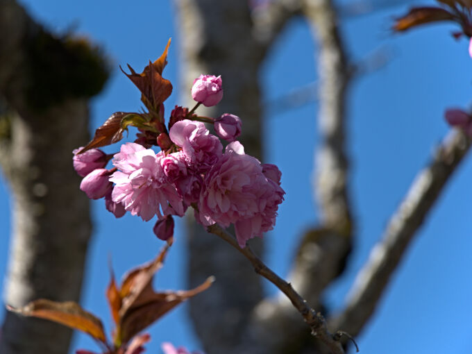 Tree Blossoms