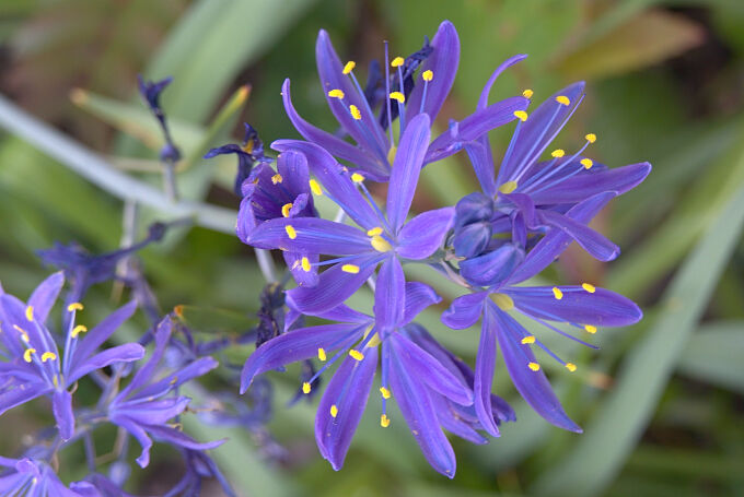 Camas Lily
