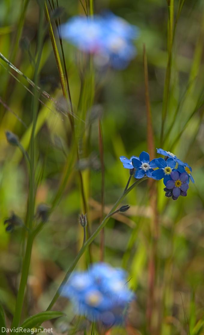 Blue Flowers Amidst the Grass