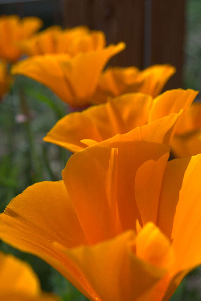 Poppy County California