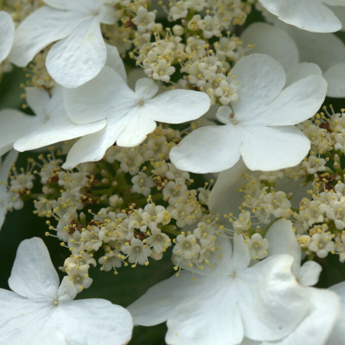 Summer Snowflake