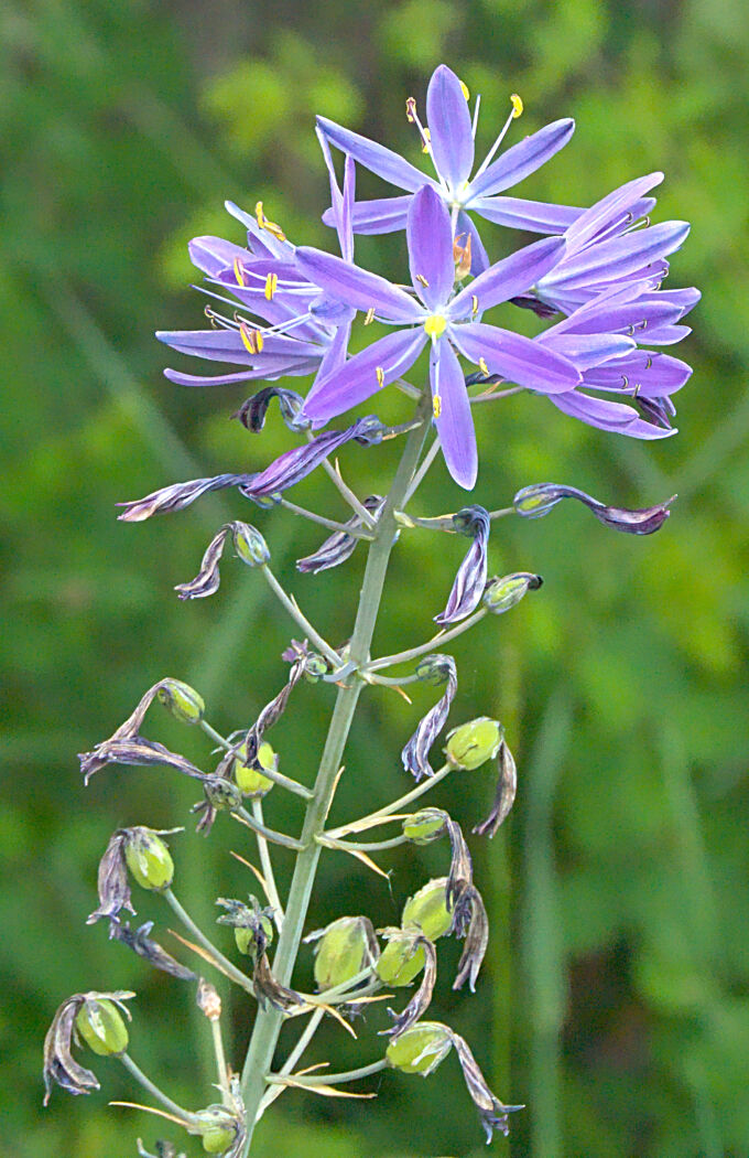Camas