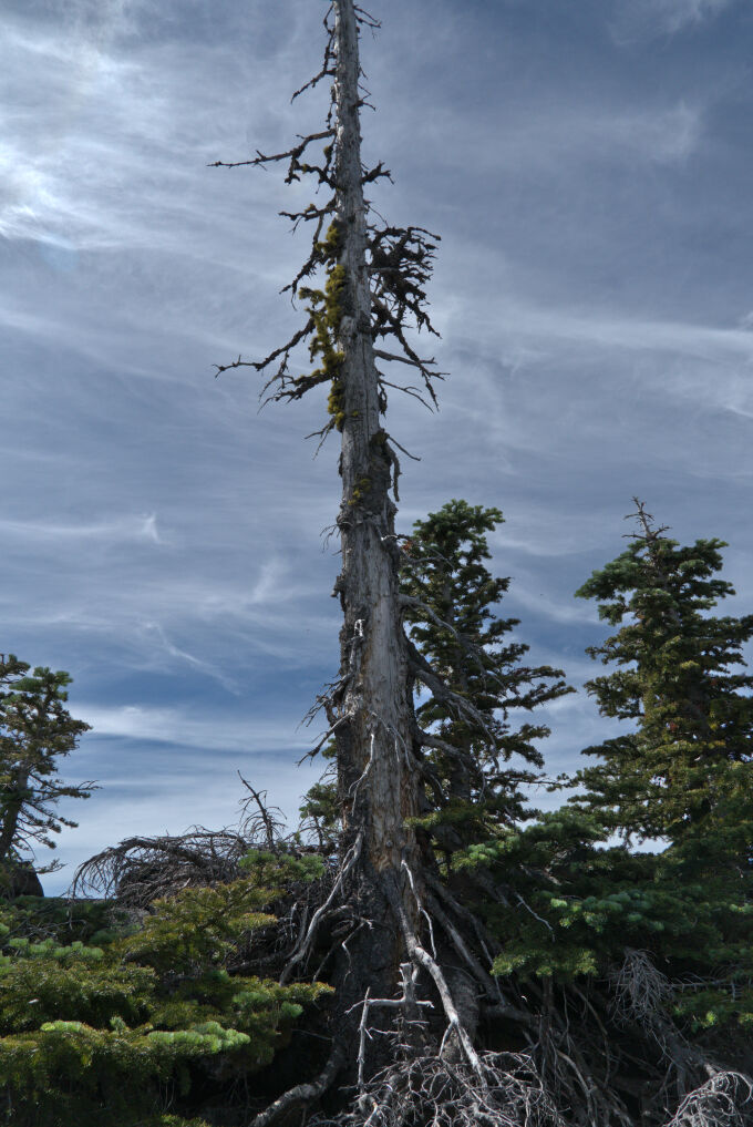 Old Tree