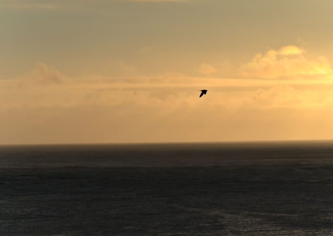 Bird In Flight 3