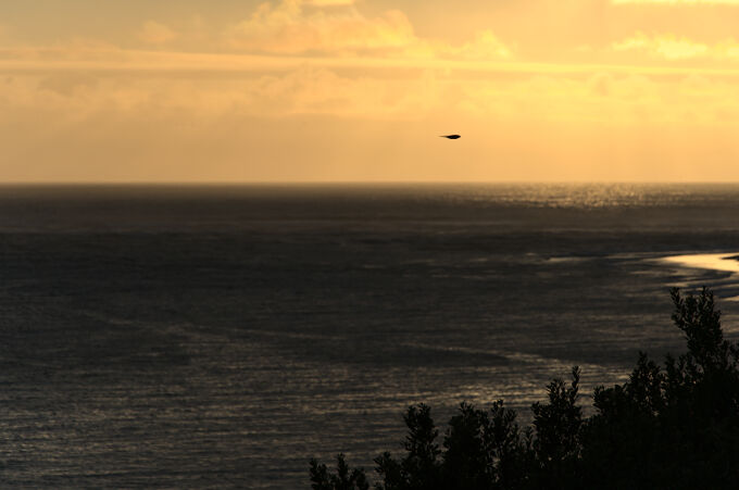 Bird In Flight 6