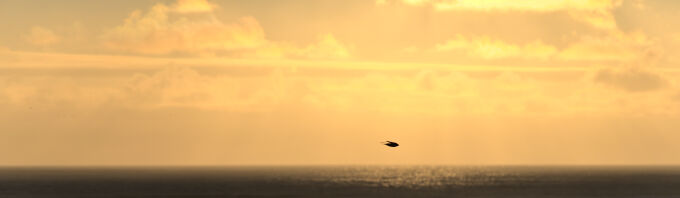 Bird In Flight 7