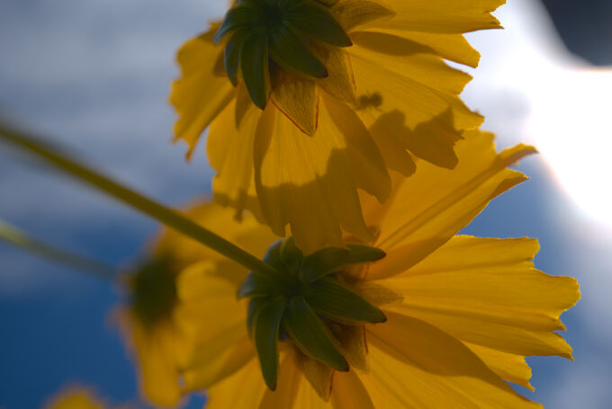 Yellow Flowers